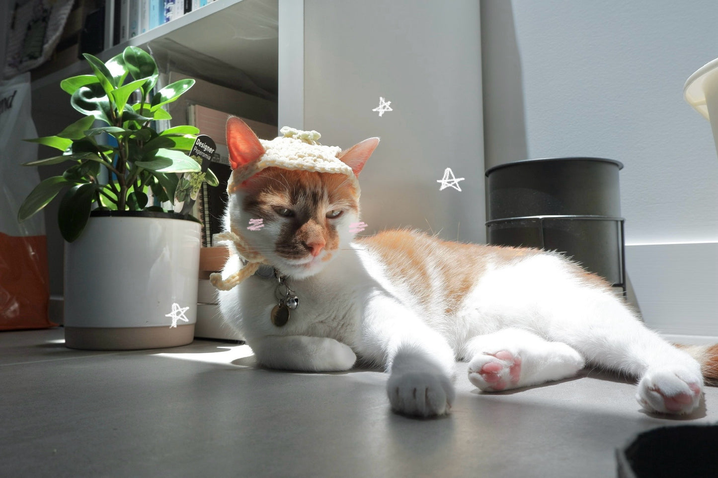 cat fruit hat